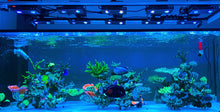 Charger l'image dans la galerie, NooPsyche K7 PRO III Full Set Reef Aquarium LED Coral Light